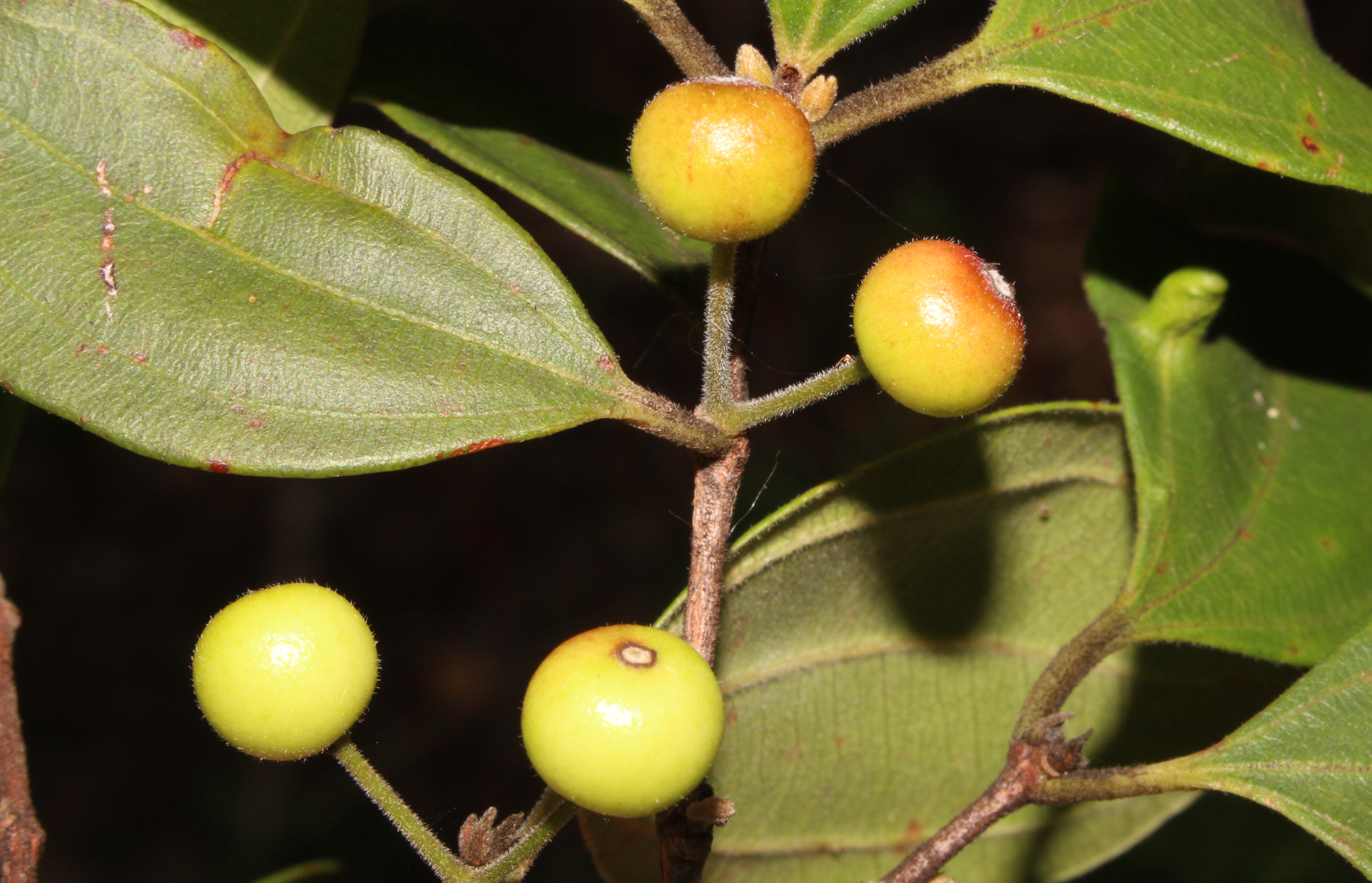 Back before the days of myrtle rust, R. zombi used to produce fruits like this, which were probably important to the diet of many rainforest dwellers. Back before the days of myrtle rust, R. zombi used to produce fruits like this, which were probably important to the diet of many rainforest dwellers.
